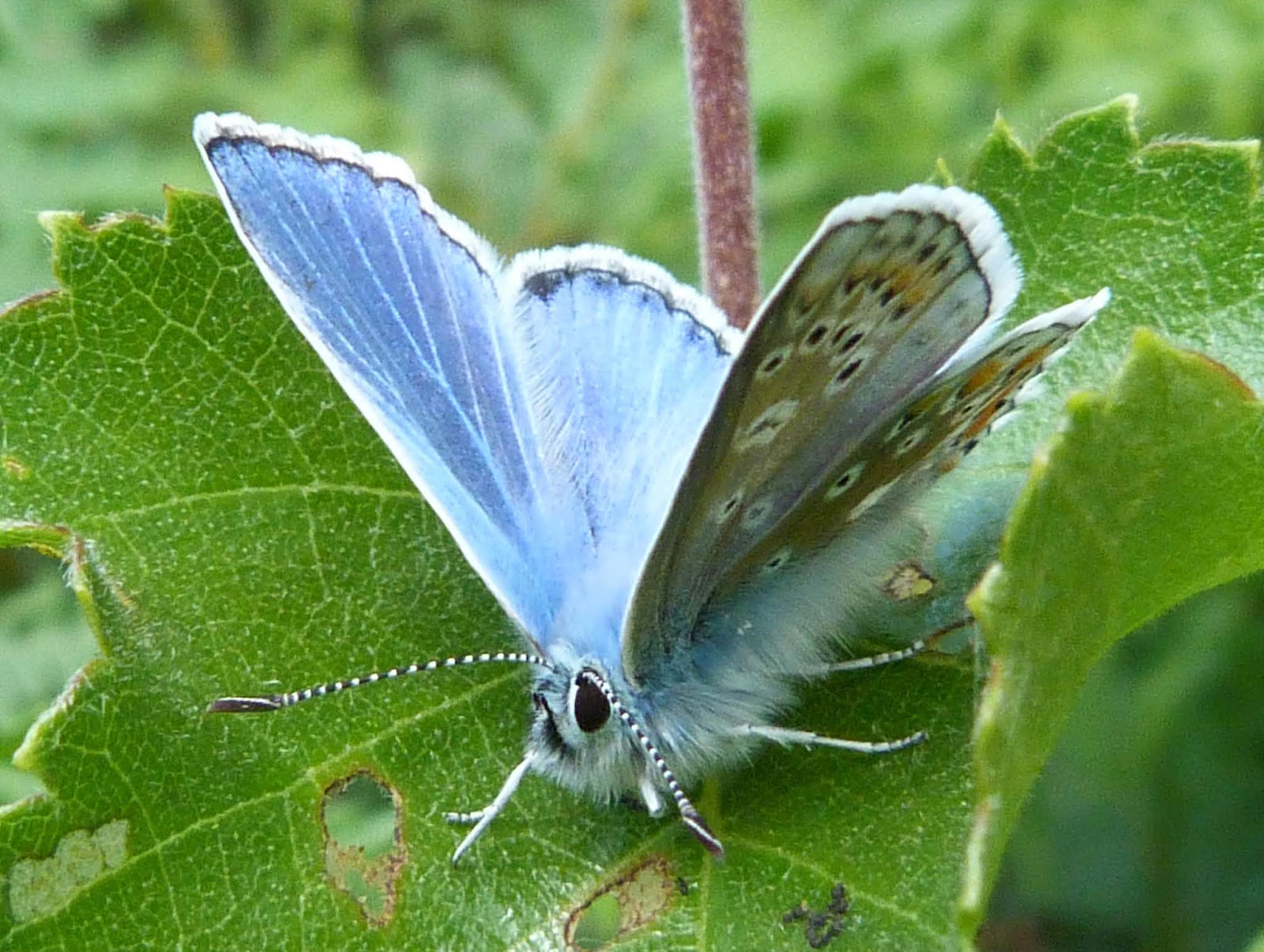 Insects of Scotland Butterflies