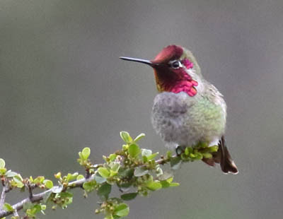 Photo of Anna's Hummingbird on branch