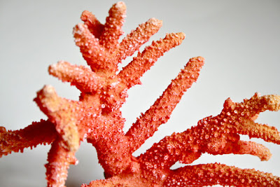Perchè i coralli sono cosi resistenti