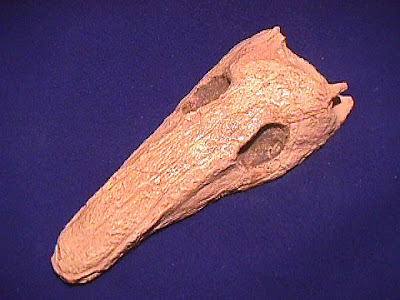 Archeria skull