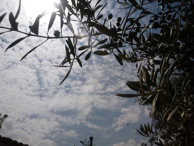 Ramas de olivo y cielo