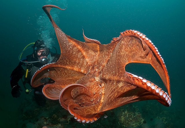 American E-Store: Octopus ..Eight Legs .. Thousands Eggs.