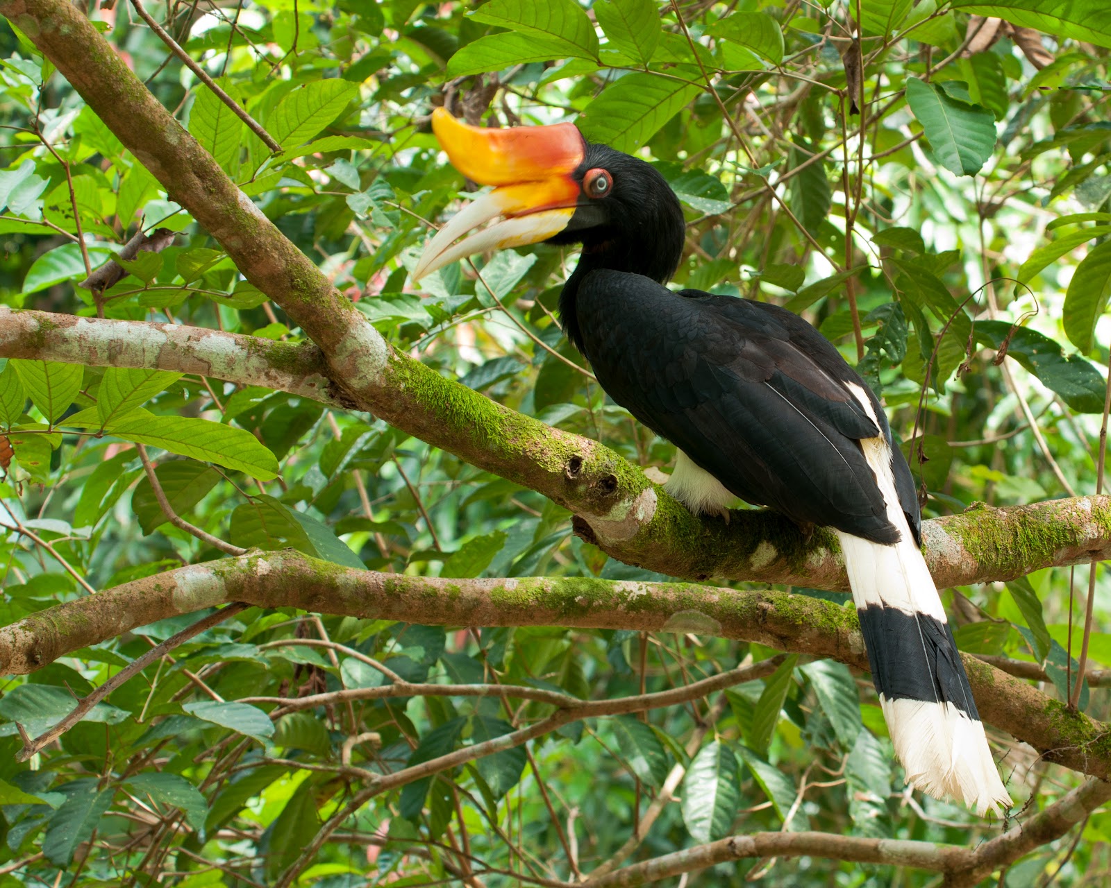 rhinoceros hornbill closeup rhinoceros hornbill closeup