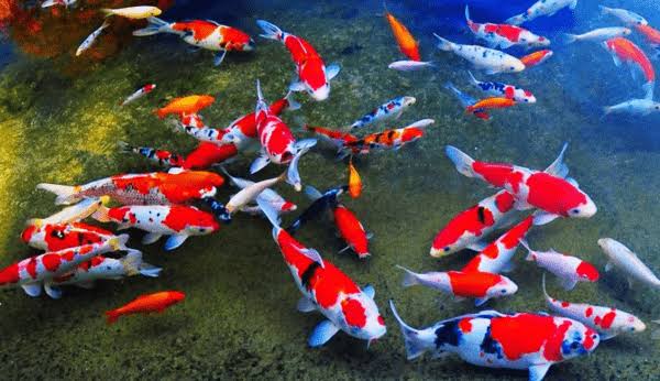 12+ Arti Mimpi Melihat Ikan Koi Banyak Di Kolam