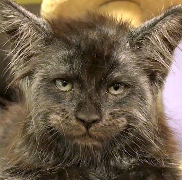 Amazing human face on cute Maine Coon - very special.