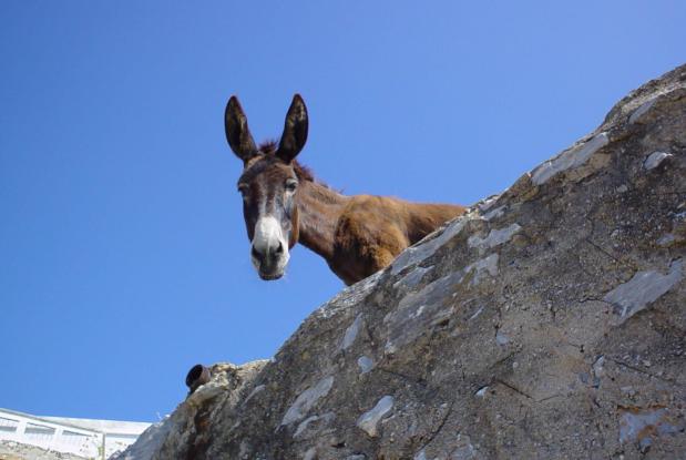 Καρπενήσι: Γιαγιά 80 ετών κάθισε στο εδώλιο γιατί δεν έκοψε τα νύχια του γαϊδάρου της!