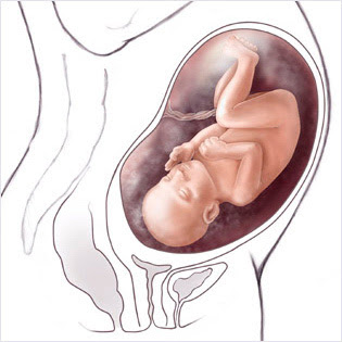 33 haftalik gebelik hamilelik goruntusu