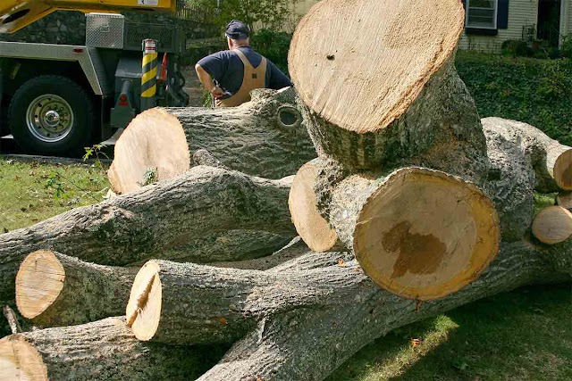 HOW TO RESTORE QUALITY TREE CARE