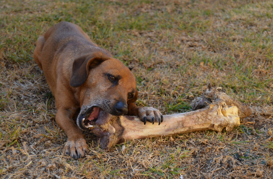 How to Say "Dog" in Tagalog Translation - Filipino Parenting