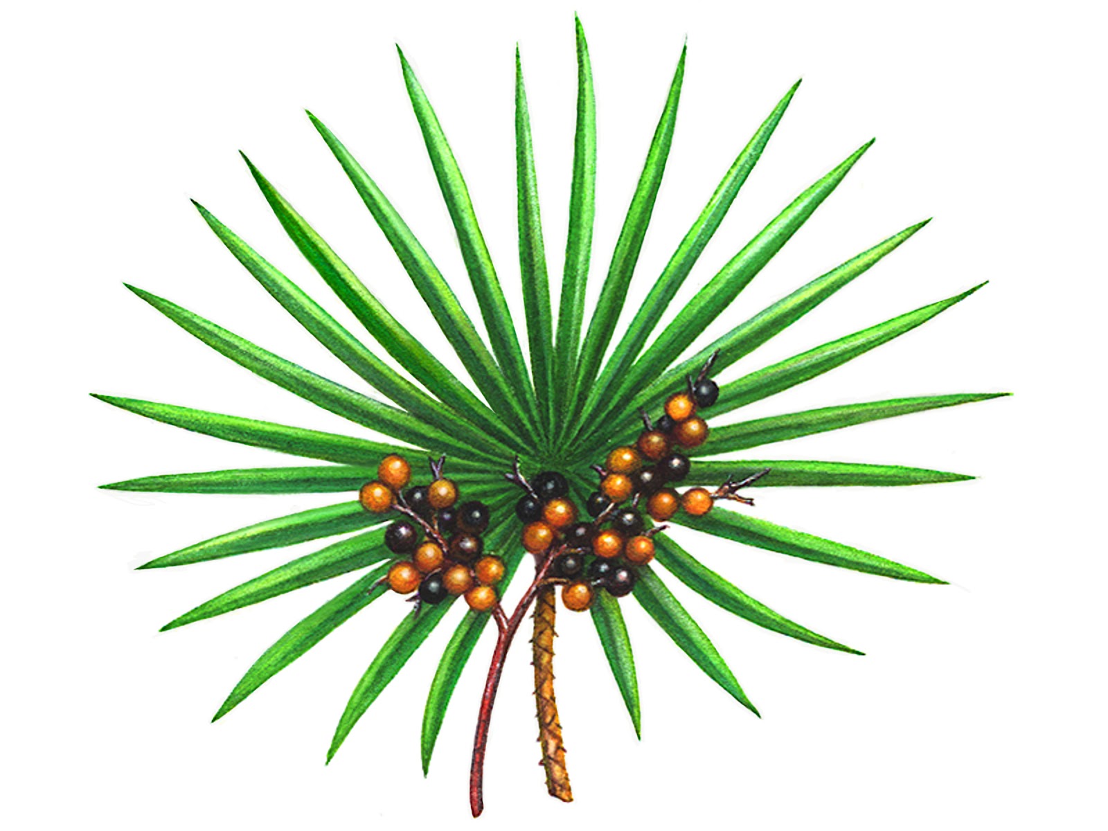 The PCOS Factor Saw Palmetto For PCOS Hair Loss