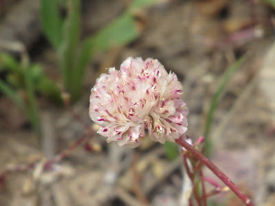 wildflower wednesday flower photography identification