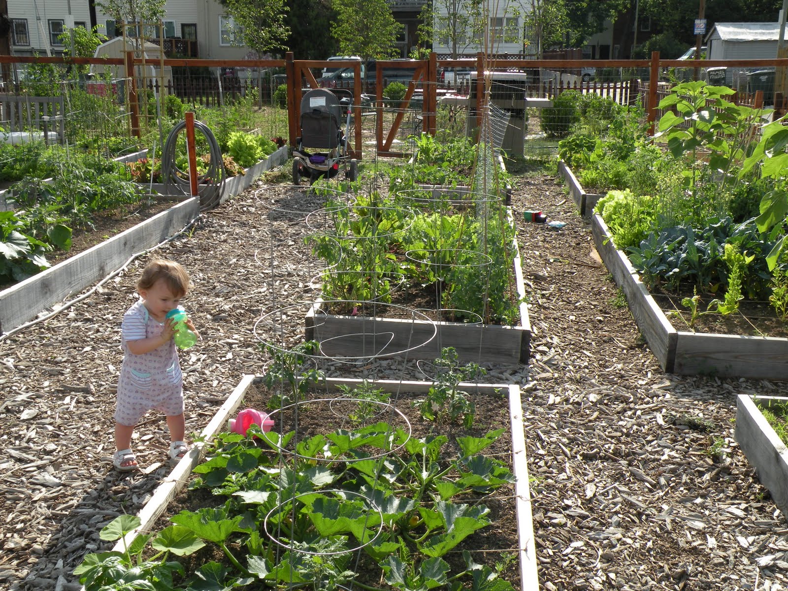 Liza and Gary's DC Pizza Blog Calling All Pizza Restaurants Help