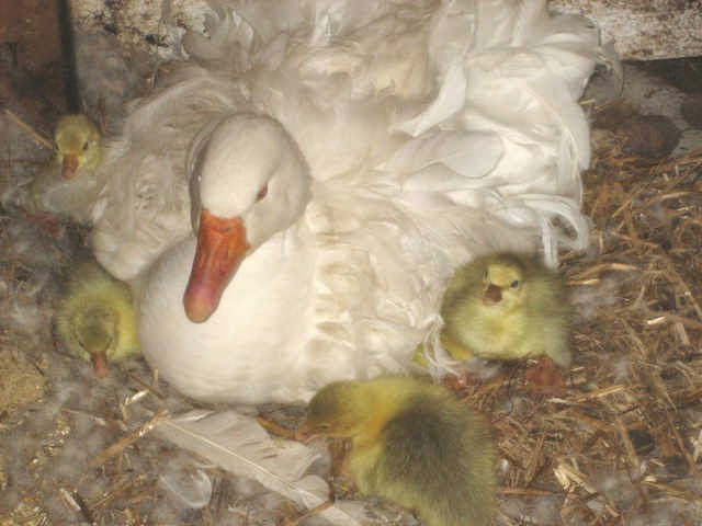 Metzer Farms Duck and Goose Blog: Sebastopol Geese Hatching and Raising