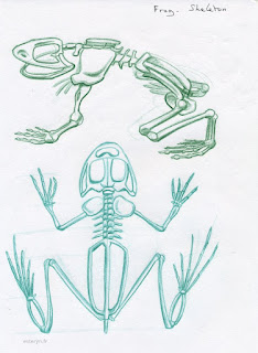 illustration grenouille crayon de couleur