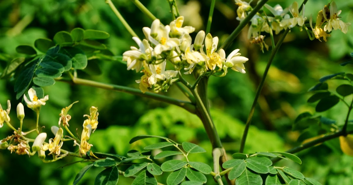 Drumstick seed germination swimguide