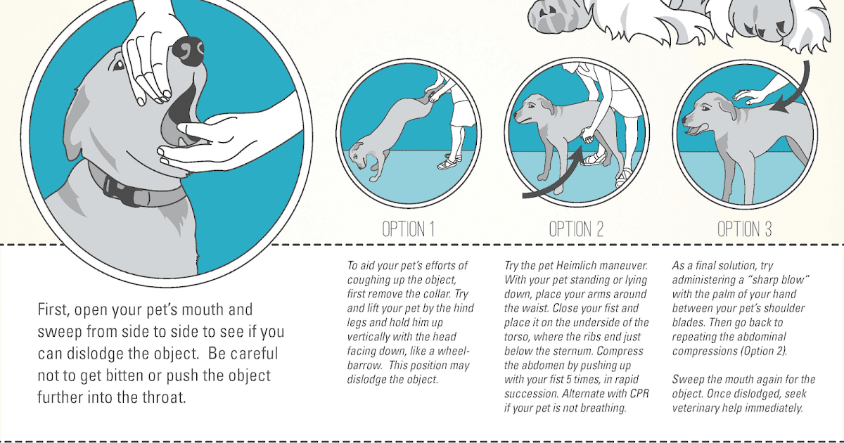 Comment effectuer la réanimation cardiopulmonaire pour les chiens un