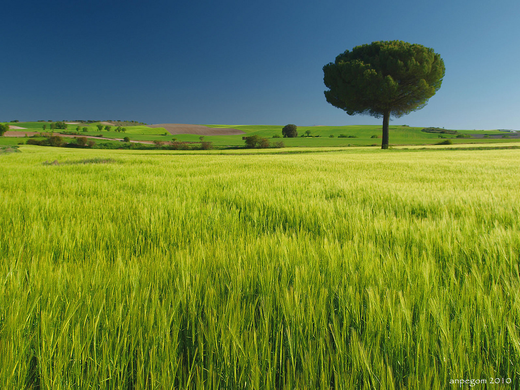 Paradise Landscaping