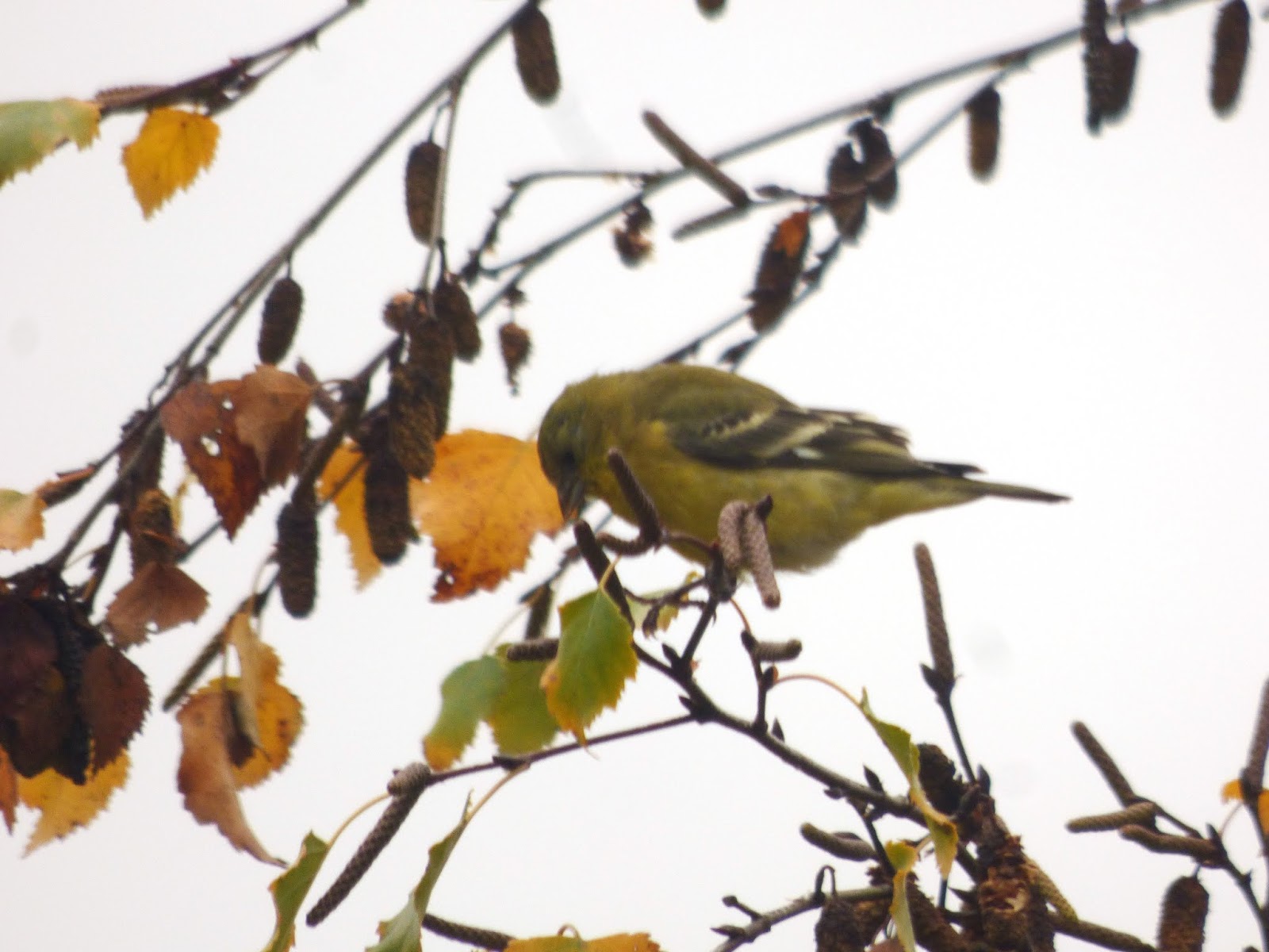 Birds: Lesser Goldfinches