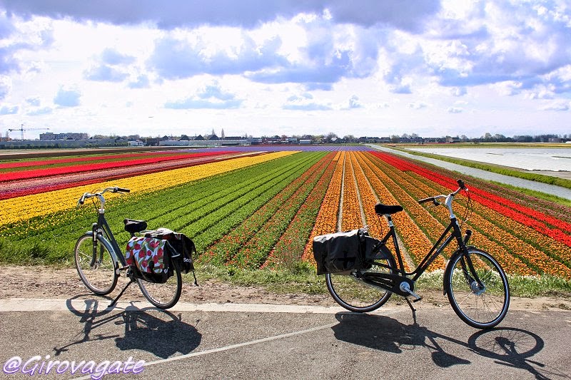 campi tulipani bicicletta olanda