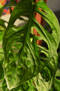 Peruviano. Monstera obliqua. Hojas con agujeros, interior.