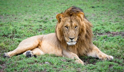 Lion Images Lion Images