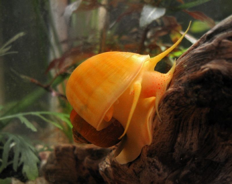 Gambar Apple Snail ( Siput Apel )