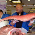 Manfaat Kandungan Omega 3 Dari Ikan Tuna
