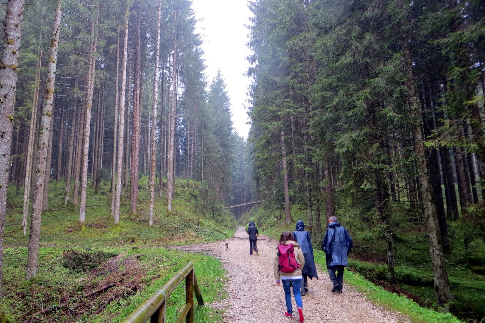 Passeggiata Nel Bosco Vicino A Me Le 31 passeggiate più belle da fare in Veneto - Montagna di Viaggi