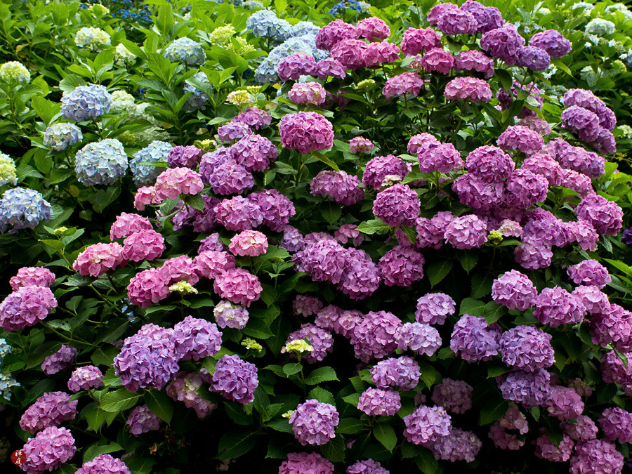 Hydrangea Petiolaris Care And Culture Travaldo S Blog
