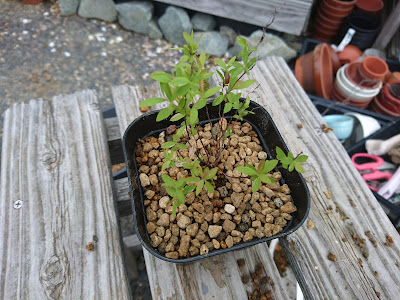 小さな鉢植え
