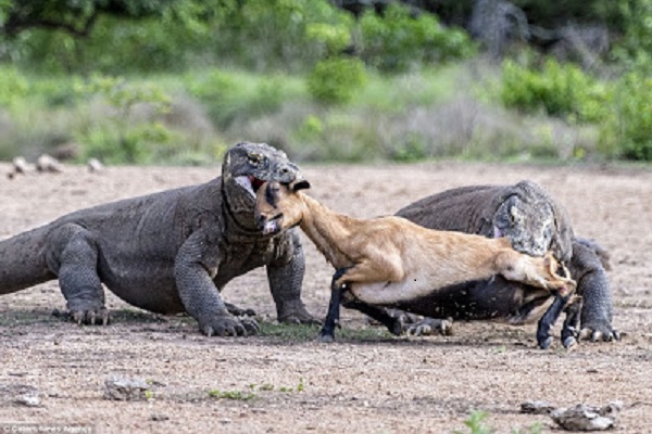See The Shocking Moment A Goat Was Devoured By Hungry ...