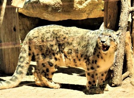 snow leopard