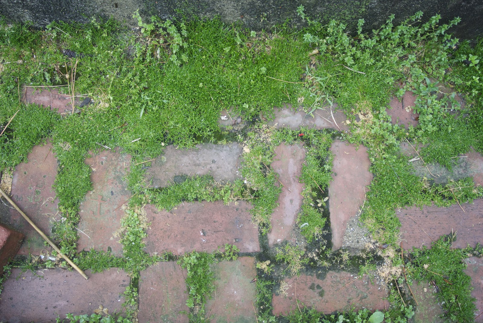 Life at Pugsley Patio Update Controlling crabgrass with corn gluten