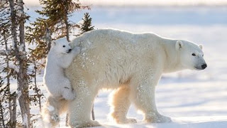 Kutup ayısı yavrusu