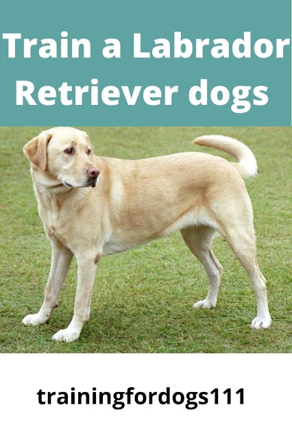 Train a Labrador Retriever dogs