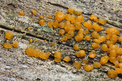 Oranje Druppelzwam - Oranje Dripswam - Dacrymyces stillatus
