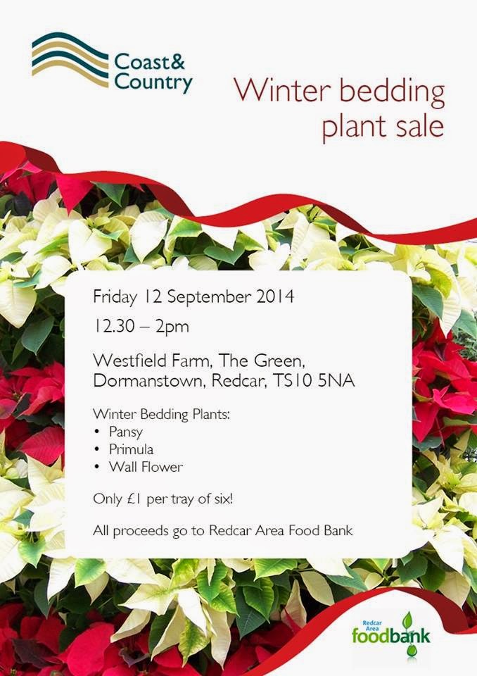 Redcar, North Yorkshire, UK. Winter bedding plant sale at Westfield Farm Dormanstown