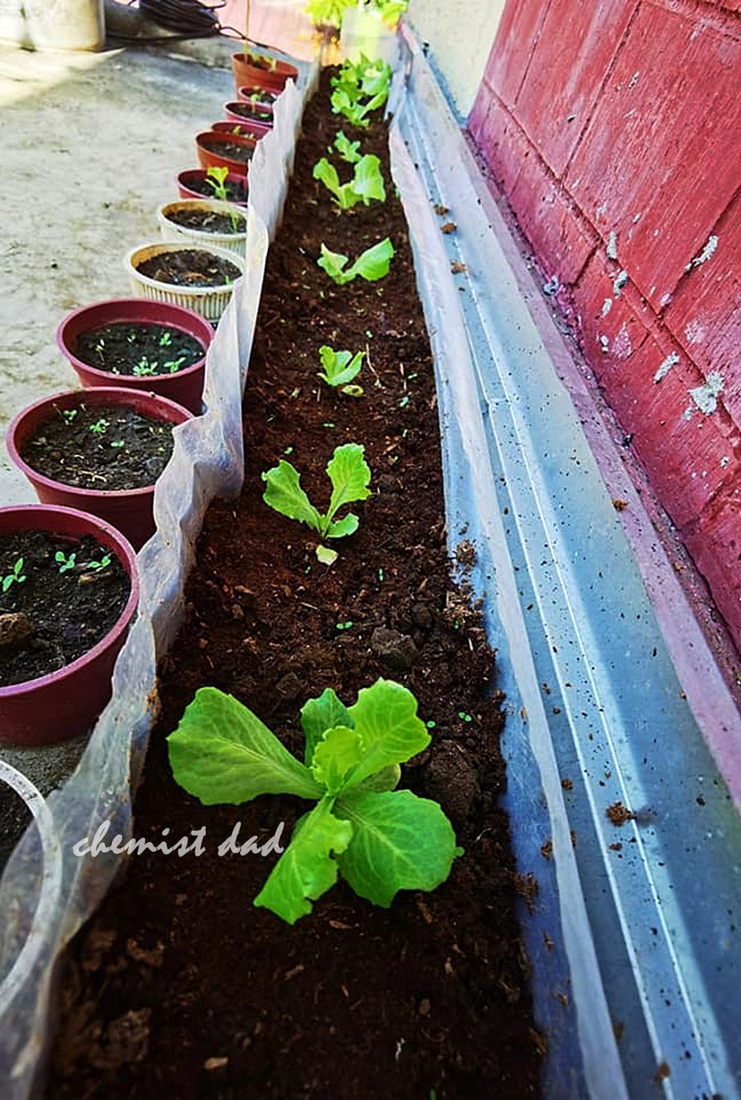 Urban Gardening How to Grow Lettuce