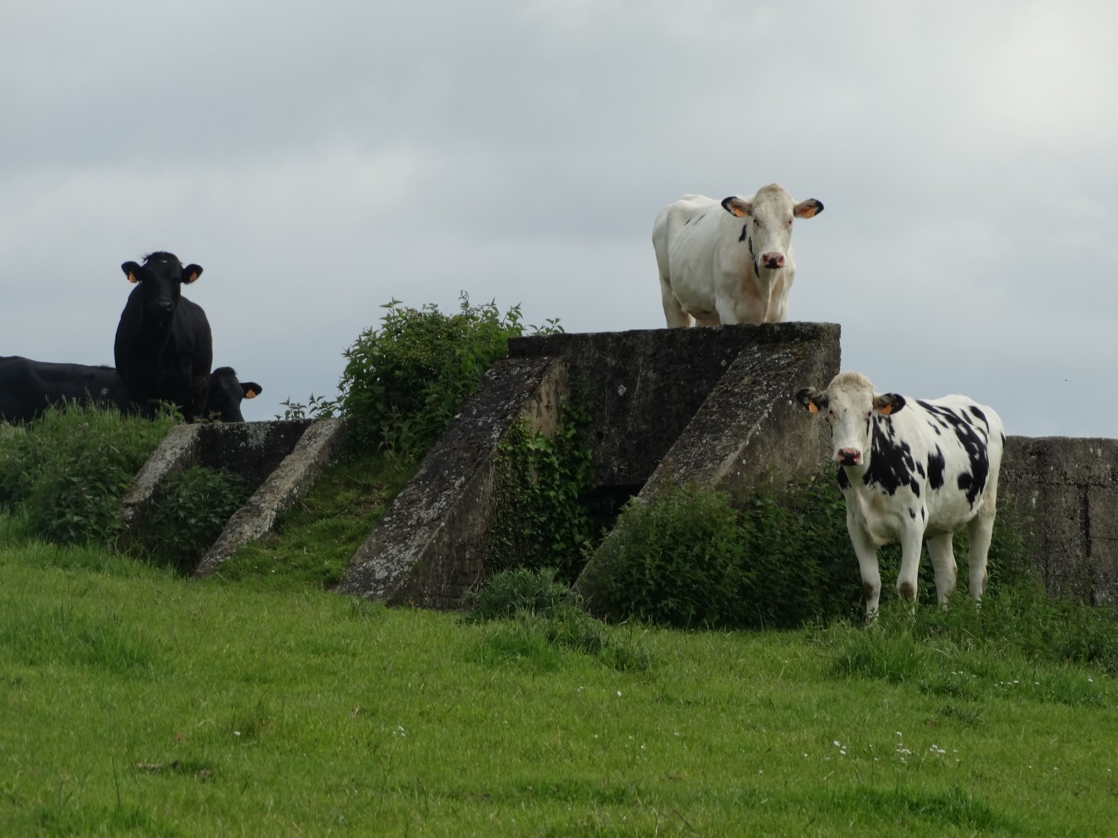Tour of WW1 and WW2 battlefields: May 2013
