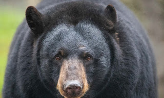 Oso negro sorprende a tres chicas y el momento quedo grabado-PuroIngenio