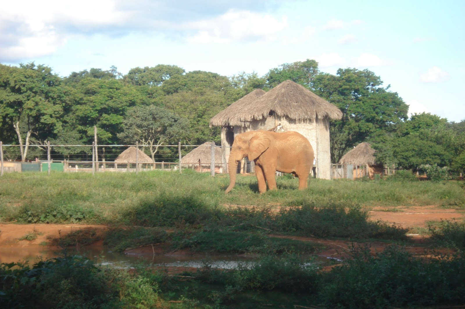COPA 2014 BRASILIA JARDIM ZOOLÓGICO DE BRASÍLIA (FJZB)