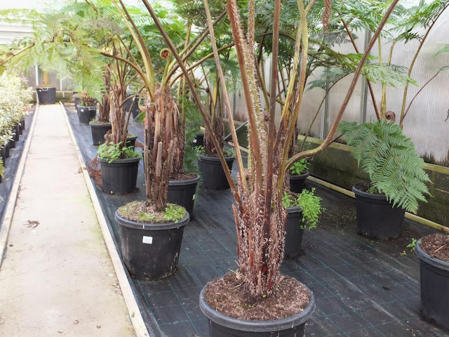 Cyathea cooperi