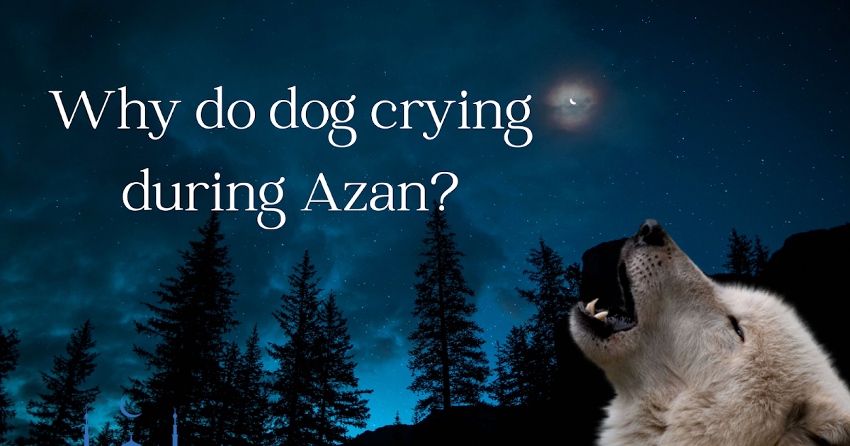 Why Do Dogs Crying During The Azan