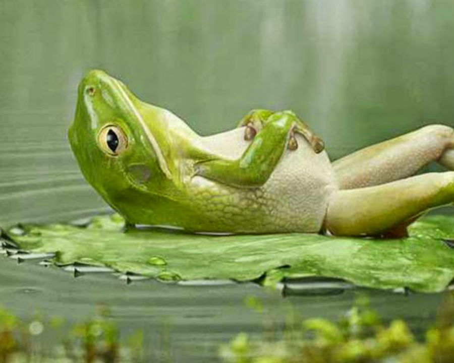 Resultado de imagem para comodista