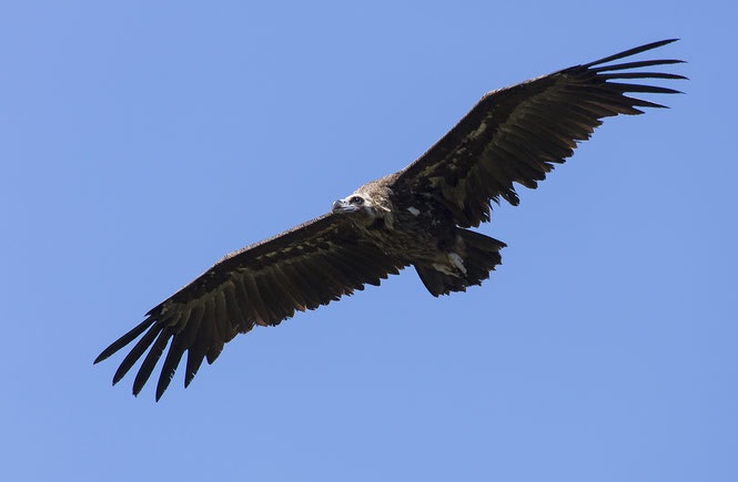The Black Vulture reappears in Albania after one century