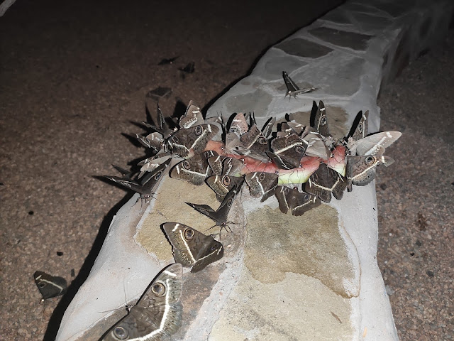 Freda�s Auszeit Der Sommer in Namibia Spoiler Alarm er ist heiß!