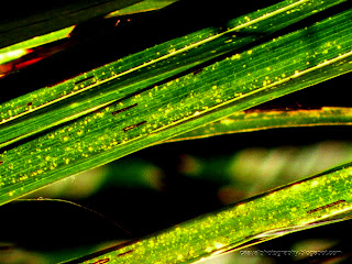 Close-Up-Coconut-Leaf