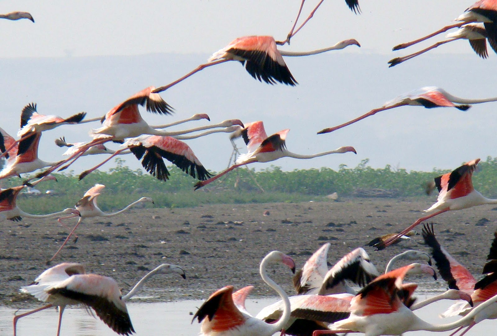 friendly-neighbourhood-birders-7-the-lesser-flamingo