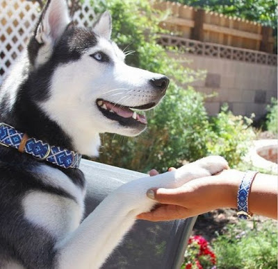 Matching Dog collar and human bracelet