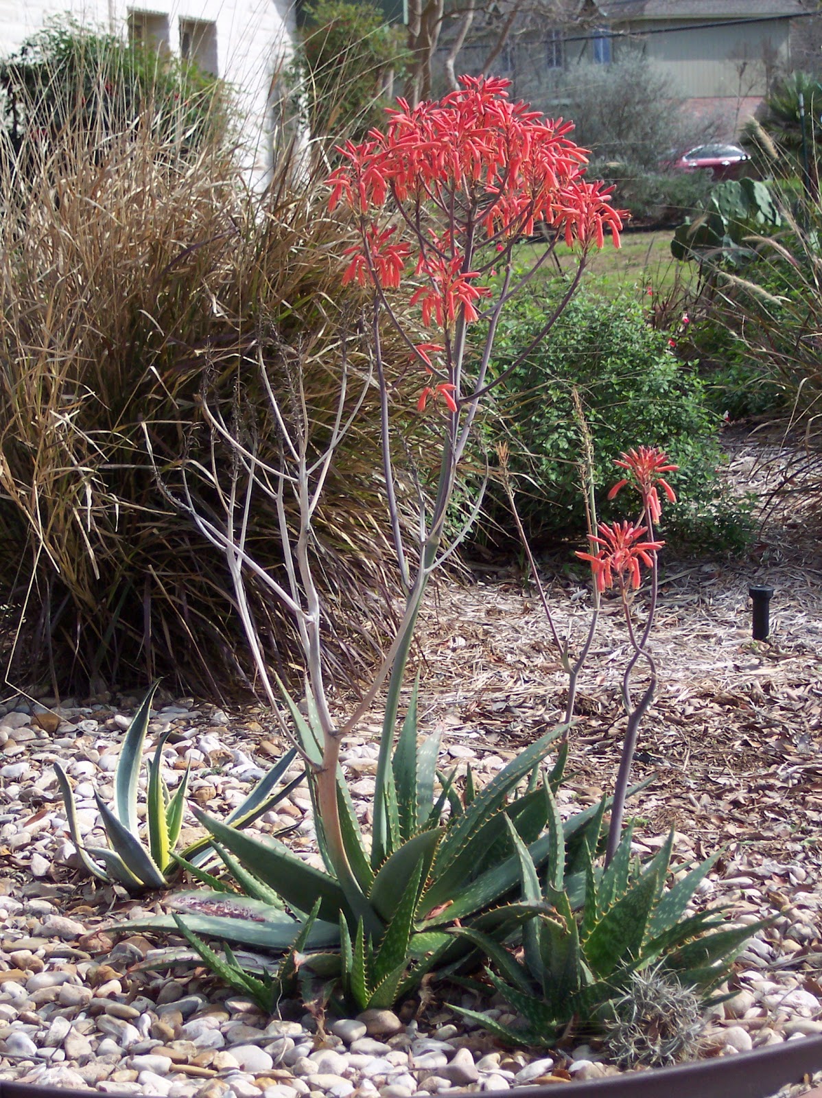 RockOakDeer Around the Block Aloe and Agave Blooms